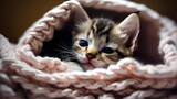 Fototapeta  - A sleepy kitten curled up in a cozy blanket basket, its large eyes barely open as it drifts off to sleep.