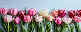 Fototapeta Tulipany - Bouquet of pink tulips on flat lay background