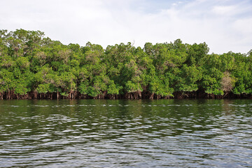 Sticker - Mangroves jungle close Toubacouta village, Senegal, West Africa