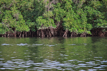 Wall Mural - Mangroves jungle close Toubacouta village, Senegal, West Africa