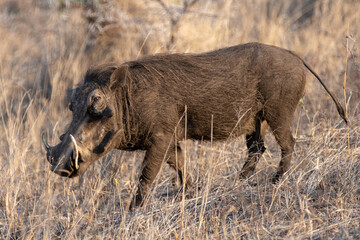 Wall Mural - Dark brown common warthog during golden hour in sub Saharan Africa