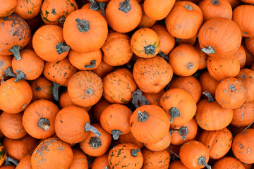 Wall Mural - Many orange little Halloween 'Baby Bear' carving pumpkins