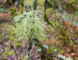 Fototapeta Uliczki - Usnea subfloridana - A tufted, much branched, yellow-green to grey-green lichen.