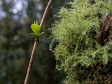 Fototapeta Uliczki - Usnea subfloridana - A tufted, much branched, yellow-green to grey-green lichen.