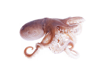 Poster - Octopus on a white background