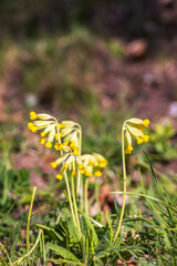 Wall Mural - Cowslip flowers a sunny spring day