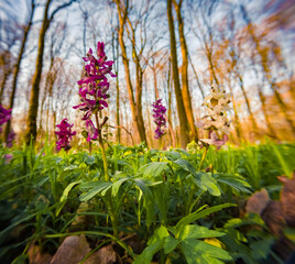 Wall Mural - First spring flowers blooming in the forest. Exciting morning scene of woodland glade in April with Corydalis cava flowers. Beautiful floral background. Anamorphic macro photography.