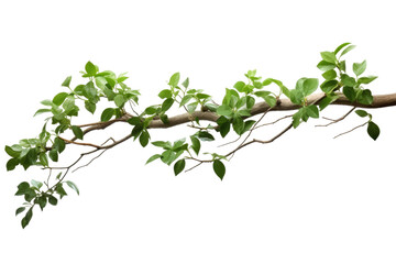A close up photo showcasing a branch of a tree covered in vibrant green leaves. on a White or Clear Surface PNG Transparent Background.