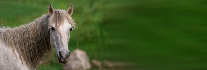 Wall Mural - White stallion looks into the lens