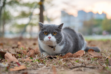 Sticker - British shorthair cat lying on dead grass in park