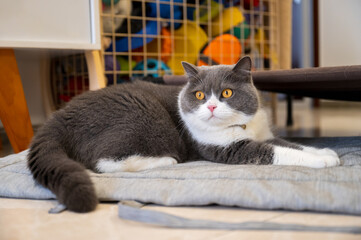 Sticker - British shorthair cat lying on a mat