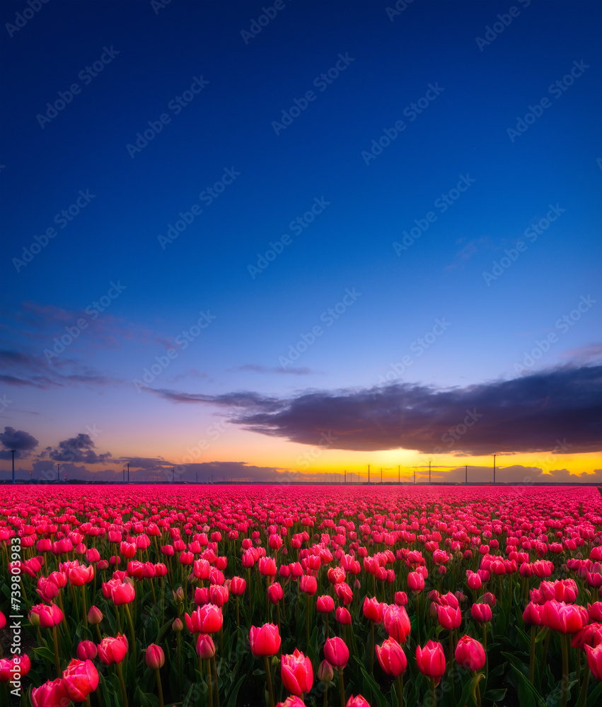 Netherlands. A field of tulips during sunset. Rows on the field. Landscape  with flowers during sunset. Photo for wallpaper and background. Stock Photo  | Adobe Stock, image size:851x1000