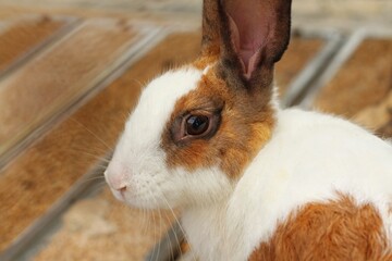 White rabbit face with brown circle pattern. The rabbit is sitting outdoors.