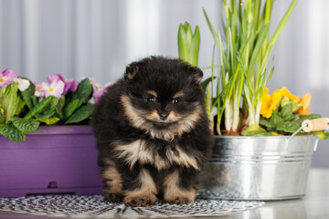 Wall Mural - cute black and tan pomeranian spitz puppy portrait indoors with spring flowers blooming in pots