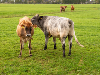 Wall Mural - Bull sniffing rear end of Jersey cow on pasture near Raard, Friesland, Netherlands