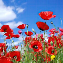 Sticker - poppy flowers in field