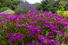 Purple Flowers In The Field