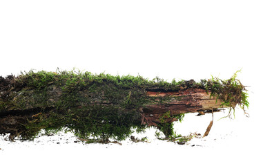 green moss on rotten dry branch isolated on white background and texture