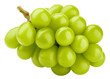 © grey - green Grape bunch, isolated on white background, full depth of field