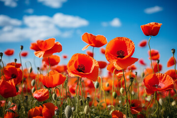 Wall Mural - meadow with red poppies blue sky in the background