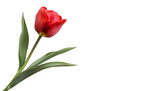 Red tulip PNG image 
