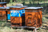 Fototapeta Paryż - Hives with bees flying around