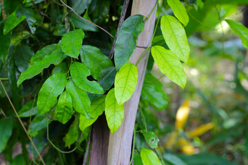 Sticker - Fresh tiliacora triandra green leaves