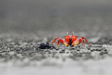 Fototapeta Sawanna - Painted Ghost Crab (Ocypode gaudichaudii) on dark volcanic sand with gray background. Red crab on dark sand.