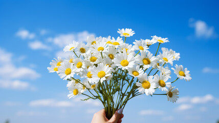 Wall Mural - Hand holding beautiful daisies  on blue sky background