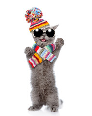 Poster - Happy cat wearing sunglasses, warm winter hat with pompon and knitted scarf standing on hind legs and looking at camera. isolated on white background