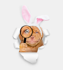 Wall Mural - Smiling Mastiff puppy wearing easter rabbits ears looks thru a magnifying lens looks through a hole in white paper