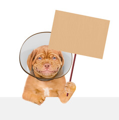 Poster - Smiling Mastiff puppy with protective plastic cone collar looking above blank white banner and shows placard on wooden stick. Isolated on white background