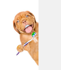 Poster - Mastiff puppy with funny big teeth holds the toothbrush and looks from behind empty white banner. Isolated on white background