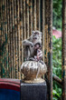 A female monkey and her baby in an urban environment