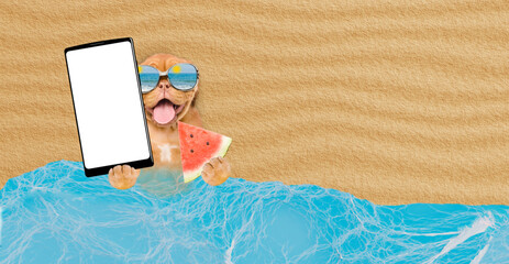 Poster - Funny Mastiff puppy wearing mirrored sunglasses lying at beach holding watermelon and showing big smartphone with white blank screen in it paw. Empty space for text
