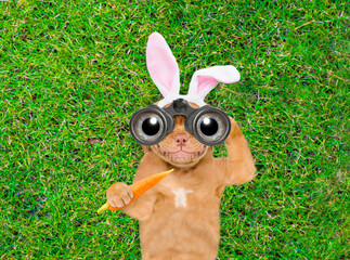 Poster - Happy puppy wearing easter rabbits ears holds carrot and looks through binoculars on green grass. Top down view