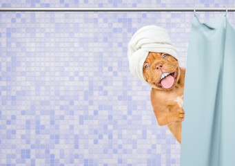 Poster - Happy mastiff puppy with big funny teeth, with towel on it head peeking out from behind the shower curtain in the bathroom at home. Empty space for text