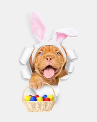 Aufkleber - Happy Mastiff puppy wearing easter rabbits ears holds basket of painted eggs and looks through the hole in white paper