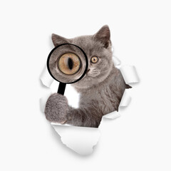 Aufkleber - Kitten looks thru a magnifying lens looks through a hole in white paper