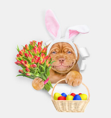 Aufkleber - Smiling Mastiff puppy wearing easter rabbits ears holds basket of painted easter eggs and bouquet of tulips and looks through the hole in white paper