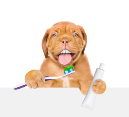 Poster - Mastiff puppy with funny big teeth holds the toothbrush with tube of toothpaste and looks above empty white banner. Isolated on white background