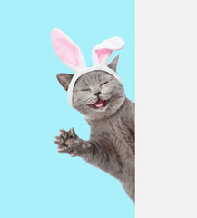 Poster - Happy kitten wearing easter rabbits ears looks from behind empty white banner. Isolated on blue background