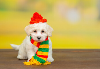 Canvas Print - White lapdog puppy wearing warm hat and scarf sits at autumn park. Empty space for text