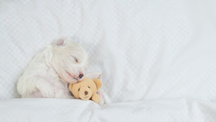 Wall Mural - Cute white Lapdog puppies sleeps with toy bear under warm blanket on a bed at home. Top down view. Empty space for text