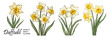 Daffodil, March Birth month flower colorful vector illustrations set isolated on transparent background. Floral Modern minimalist design for logo, tattoo, wall art, poster, packaging, stickers, prints