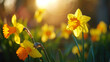 Close-up of yellow daffodil flowers blooming in spring. Bokeh sunny background. Spring landscape concept. Generative AI