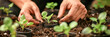 Close-up of a person planting a seedlings in a pots.