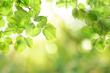 Wall Mural - beautiful nature view of green leaf on blurred greenery bokeh background in garden and sunlight with