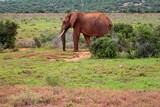 Fototapeta Sawanna - animals on safari