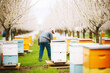 individual setting up beehives for pollination in orchard